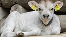 Seppl - Nachwuchs beim Tiroler Grauvieh im Tiergarten  Schönbrunn | Bild: Daniel Zupanc