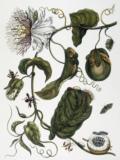 Maria Sibylla Merian - Passionsblume und Insekten | Bild: picture alliance / akg-images