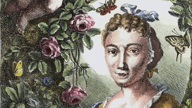 Maria Sibylla Merian - Radierung von Johann Rudolf Schellenberg | Bild: picture alliance / akg-images