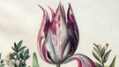 Maria Sibylla Merian - eine Tulpe, zwei Zweige Myrte und zwei Muscheln | Bild: picture alliance / United Archiv