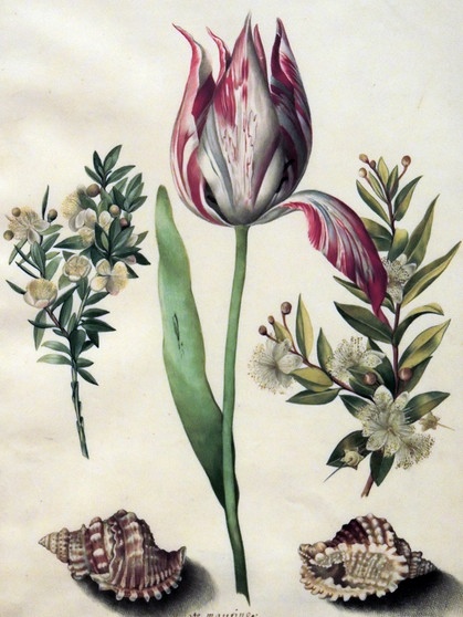 Maria Sibylla Merian - eine Tulpe, zwei Zweige Myrte und zwei Muscheln | Bild: picture alliance / United Archiv