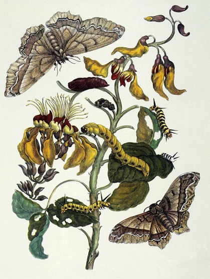 Maria Sibylla Merian - Korallenbaum und Seidenspinner (Erythrina glauca und Arsenura cassandra) | Bild: picture alliance / akg-images