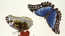 Maria Sibylla Merian - Granatapfel und Blauer Morpho (Punica Granatum und Morpho melaneus) | Bild: picture alliance / akg-images