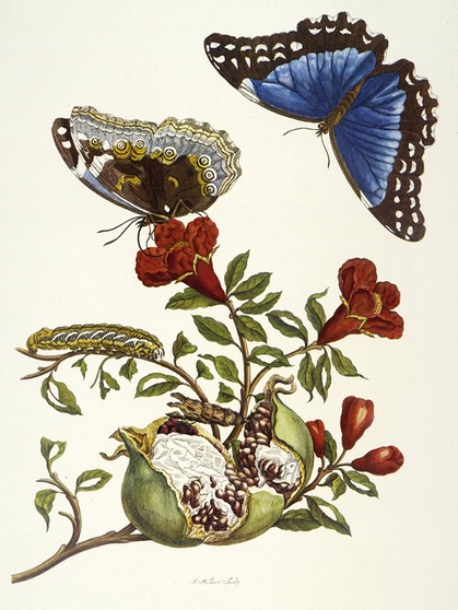 Maria Sibylla Merian - Granatapfel und Blauer Morpho (Punica Granatum und Morpho melaneus) | Bild: picture alliance / akg-images