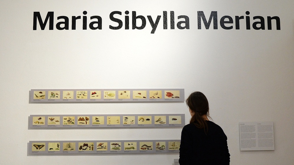 Maria Sibylla Merian - Ausstellungsraum des Museums Wiesbaden: Reproduktionen von Zeichnungen, die von der Naturkundlerin und Künstlerin angefertigt wurden. | Bild: picture alliance / Susann Prautsch