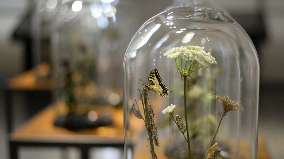 Maria Sibylla Merian - Präparierte Schwalbenschwänze, eine Schmetterlingsart, sind in einem Ausstellungsraum des Museums Wiesbaden durch das Glas eines Dioramas zu sehen. | Bild: picture alliance / Susann Prautsch