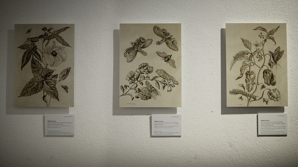 Maria Sibylla Merian - Reproduktionen von Kupferzeichnungen der Naturforscherin und Künstlerin hängen in einem Ausstellungsraum des Museums Wiesbaden an der Wand.  | Bild: picture alliance / Susann Prautsch