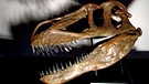 Schädel eines Torvosaurus gurneyi | Bild: Christophe Hendrickx/dpa