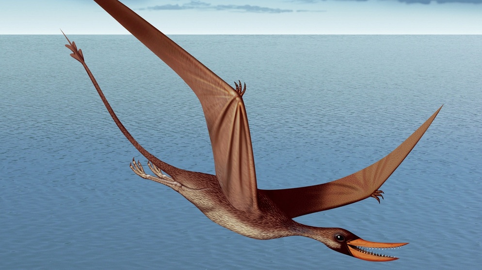 Dinosaurier Rhamphorhynchus | Bild: picture-alliance/dpa