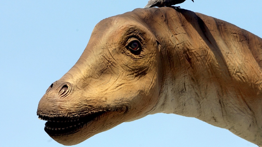 Kopfmodell des Riesensauriers Diplodocus  | Bild: Franz-Peter Tschauner / picture-alliance/dpa