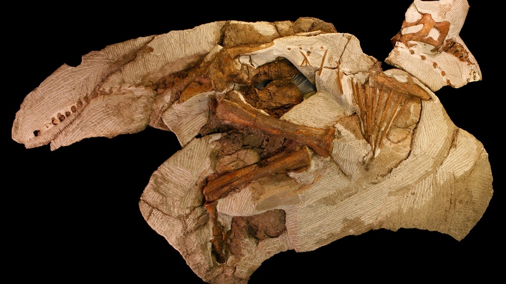 Schüler findet in Utah Fossil eines Baby-Dinos | Bild: Raymond M. Alf Museum of Paleontology/dpa-Bildfunk