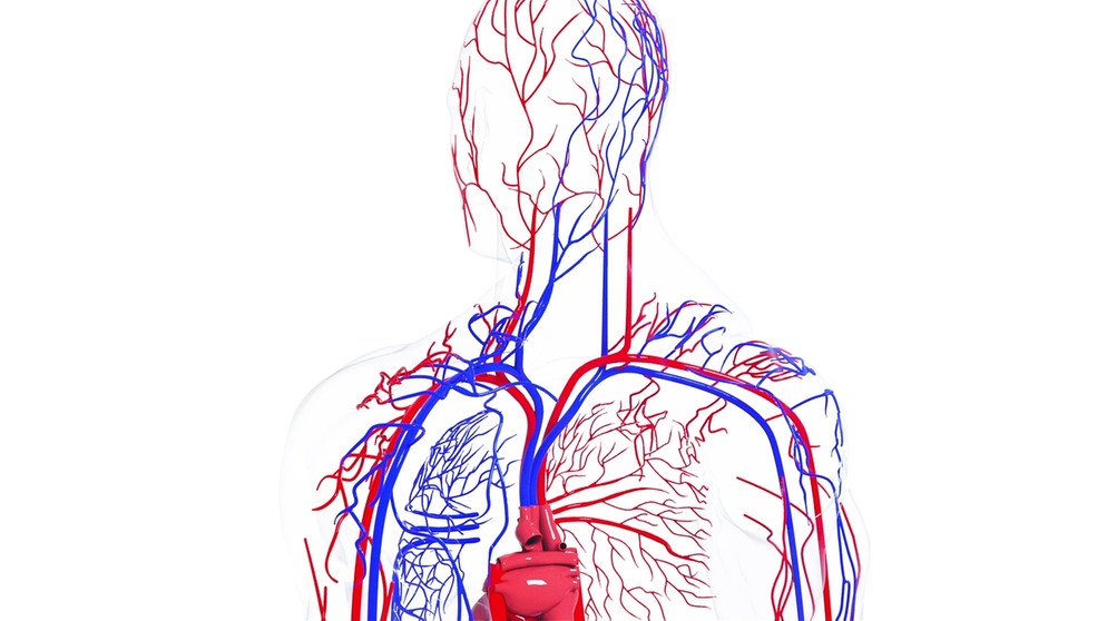 Dreidimensionale Darstellung des menschlichen Blutkreislaufes | Bild: picture alliance/Zoonar/Roman Budniko