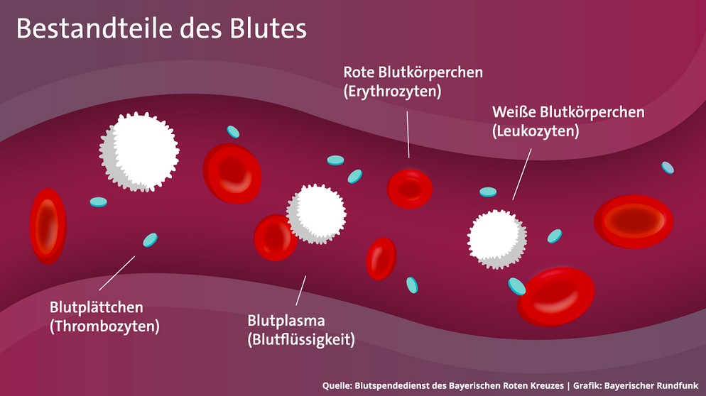 Infografik: Bestandteile des Blutes. Wir erklären Aufgaben und Besonderheiten der lebenswichtigen Flüssigkeit und alles, was ihr sonst über Blutgruppen, Blutplasma und Blutkörperchen wissen müsst. | Bild: BR/Maxi Schumann