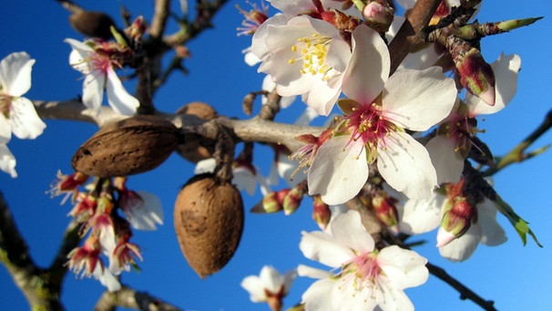 Mandelblüten und Mandel am Baum. Die Inhaltsstoffe von Mandeln sind besonders wertvoll und cholesterinfrei. Studien zeigen, dass der Genuss von drei bis vier Portionen Mandeln pro Woche das Herzinfarktrisiko senken kann. Warum Mandeln ein Superfood sind, erfahrt ihr hier.  | Bild: picture-alliance/dpa