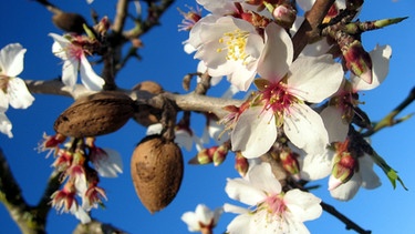 Mandelblüten und Mandel am Baum. Die Inhaltsstoffe von Mandeln sind besonders wertvoll und cholesterinfrei. Studien zeigen, dass der Genuss von drei bis vier Portionen Mandeln pro Woche das Herzinfarktrisiko senken kann. Warum Mandeln ein Superfood sind, erfahrt ihr hier.  | Bild: picture-alliance/dpa