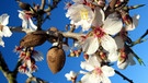 Mandelblüten und Mandel am Baum. Die Inhaltsstoffe von Mandeln sind besonders wertvoll und cholesterinfrei. Studien zeigen, dass der Genuss von drei bis vier Portionen Mandeln pro Woche das Herzinfarktrisiko senken kann. Warum Mandeln ein Superfood sind, erfahrt ihr hier.  | Bild: picture-alliance/dpa