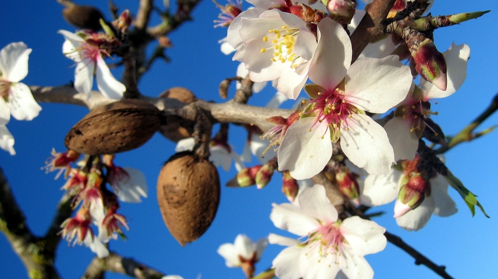 Mandelblüten und Mandel am Baum. Die Inhaltsstoffe von Mandeln sind besonders wertvoll und cholesterinfrei. Studien zeigen, dass der Genuss von drei bis vier Portionen Mandeln pro Woche das Herzinfarktrisiko senken kann. Warum Mandeln ein Superfood sind, erfahrt ihr hier.  | Bild: picture-alliance/dpa