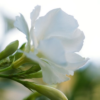 Oleander | Bild: colourbox.com