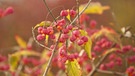 Pfaffenhütchen, Euonymus | Bild: picture-alliance/dpa