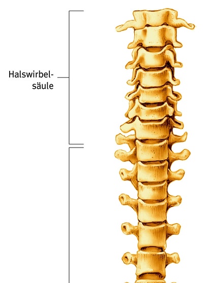 Wirbelsäule: Die Stütze Unseres Körpers | Rückenschmerzen | Gesund ...