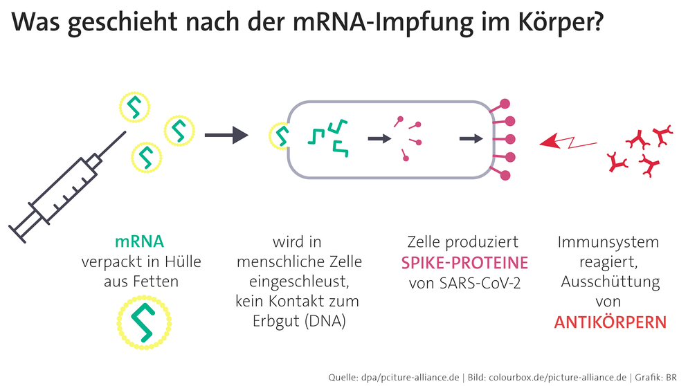 Forschung An Impfstoffen: Wie Wirken MRNA-Impfstoffe? | Gesundheit ...