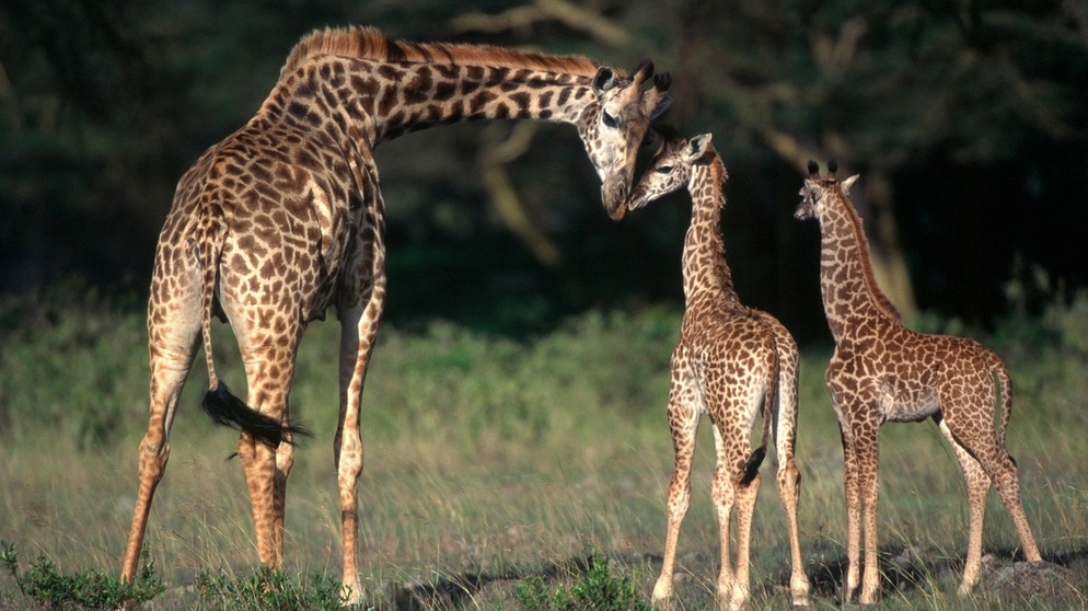 Giraffen sind doch eher gesellige Tiere. Das fanden Forscher der Universität Bristol bei der Auswertung von mehr als 400 Studien über die langhalsigen Tiere heraus. Im Bild: Giraffe (Giraffa camelopardalis) beschnuppert Kälber im Arusha Nationalpark in Tansania, Afrika. | Bild: picture-alliance/dpa/imageBROKER |Ulrich Doering