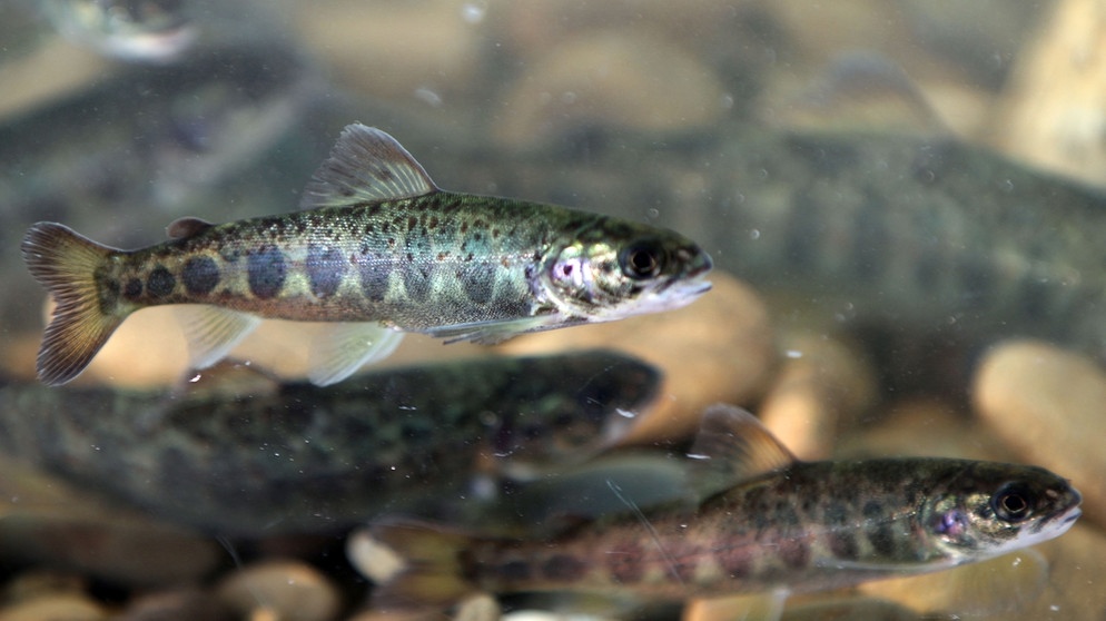 Junge Lachse aus dem Rhein, hier in einem Aquarium bei Siegburg. | Bild: picture alliance / dpa | Oliver Berg