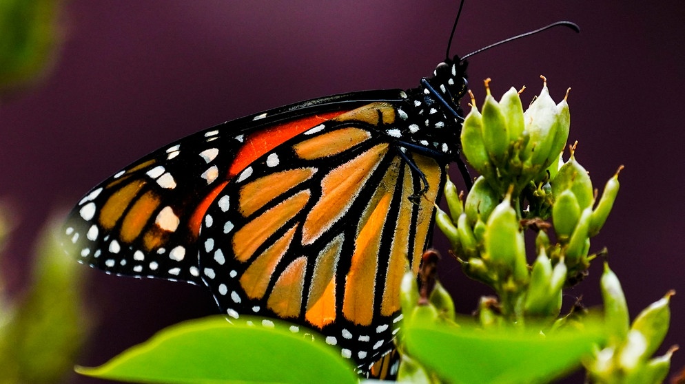 Schmetterling Monarchfalter | Bild: picture alliance / ASSOCIATED PRESS | Matt Rourke