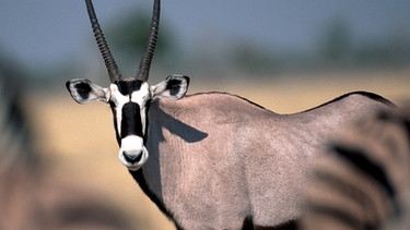 Eine Oryxantilope in der Wüste. Schlangen, Echsen und Kamele sind perfekt an die Wüste angepasste Tiere. Im Laufe der Zeit hat sich die Evolution viele Strategien einfallen lassen, die Tieren in diesen trockenen Lebensräumen das Überleben sichern. | Bild: picture-alliance/dpa