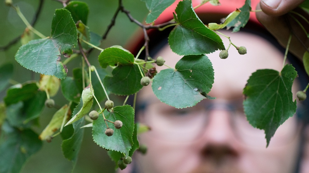 Baum des Jahres 2016: Winter-Linde. Der 25. April ist Tag des Baumes. Welcher ist Baum des Jahres? Und welcher Baum ist am ältesten und längsten? Wir haben einige Fakten über Bäume und Wald für euch zusammengetragen.  | Bild: picture-alliance/dpa