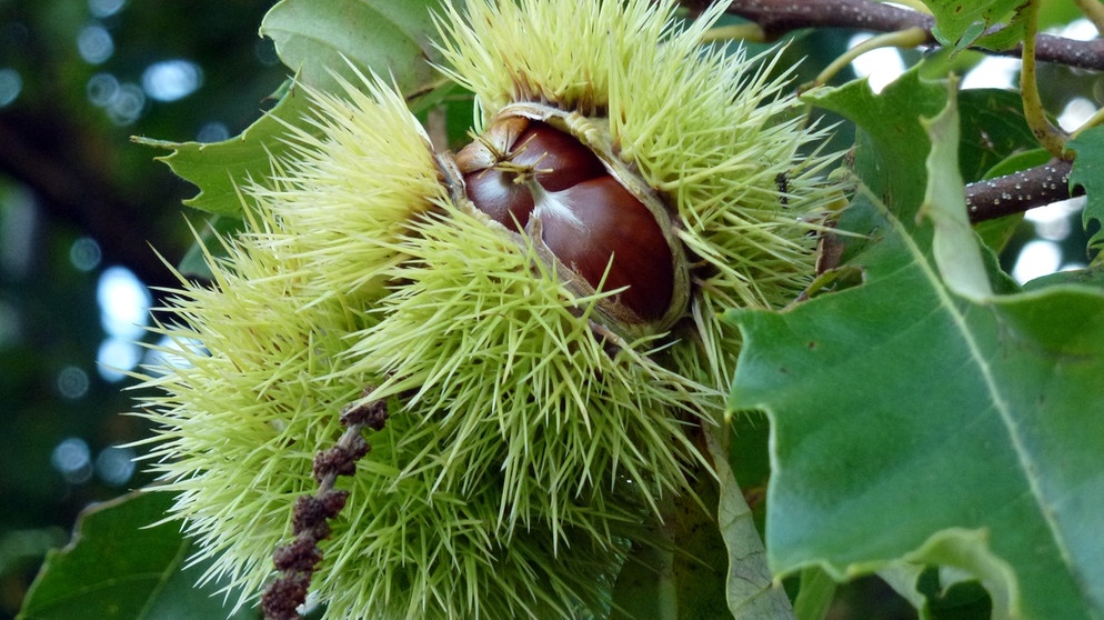 Edelkastanie oder Esskastanie: Der 25. April ist Tag des Baumes. Welcher ist Baum des Jahres? Und welcher Baum ist am ältesten und längsten? Wir haben einige Fakten über Bäume und Wald für euch zusammengetragen.  | Bild: picture-alliance/dpa/Alexandra Schuler