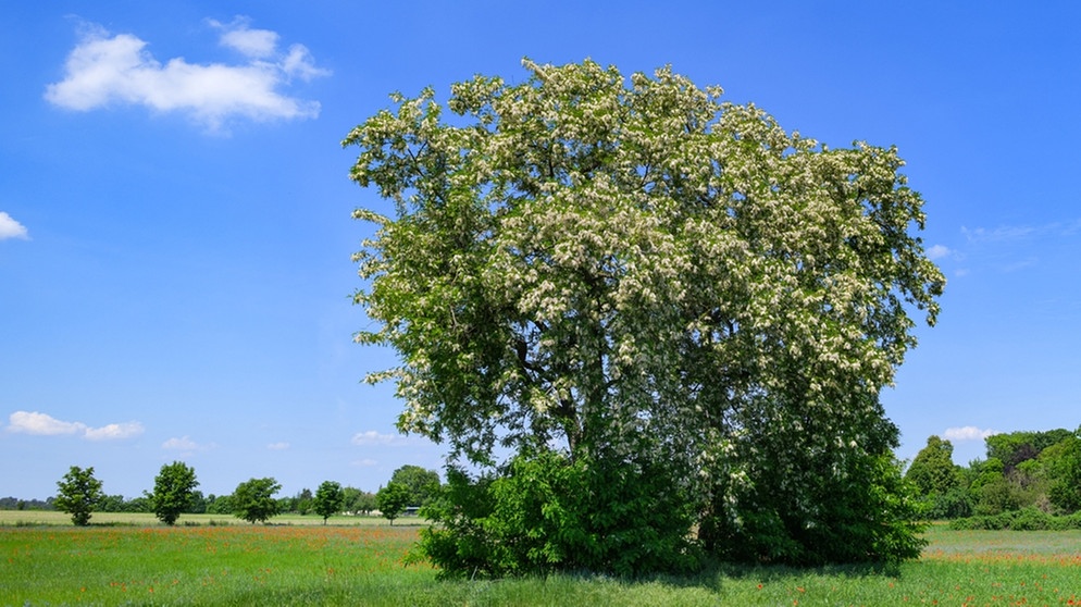 Gewöhnlichen Robinie (Robinia pseudoacacia). Der 25. April ist Tag des Baumes. Welcher ist Baum des Jahres? Und welcher Baum ist am ältesten und längsten? Wir haben einige Fakten über Bäume und Wald für euch zusammengetragen.  | Bild: picture-alliance/dpa