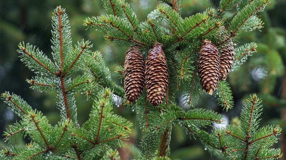 Fichte (Picea abies) - Baum des Jahres 2017. Der 25. April ist Tag des Baumes. Welcher ist Baum des Jahres? Und welcher Baum ist am ältesten und längsten? Wir haben einige Fakten über Bäume und Wald für euch zusammengetragen.  | Bild: picture-alliance/dpa