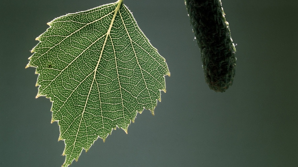 Wir helfen Ihnen dabei, die Blätter zu bestimmen. Welches Blatt gehört zu welchem Baum? Birkenblätter werden im Herbst schön gelb. | Bild: picture-alliance/dpa