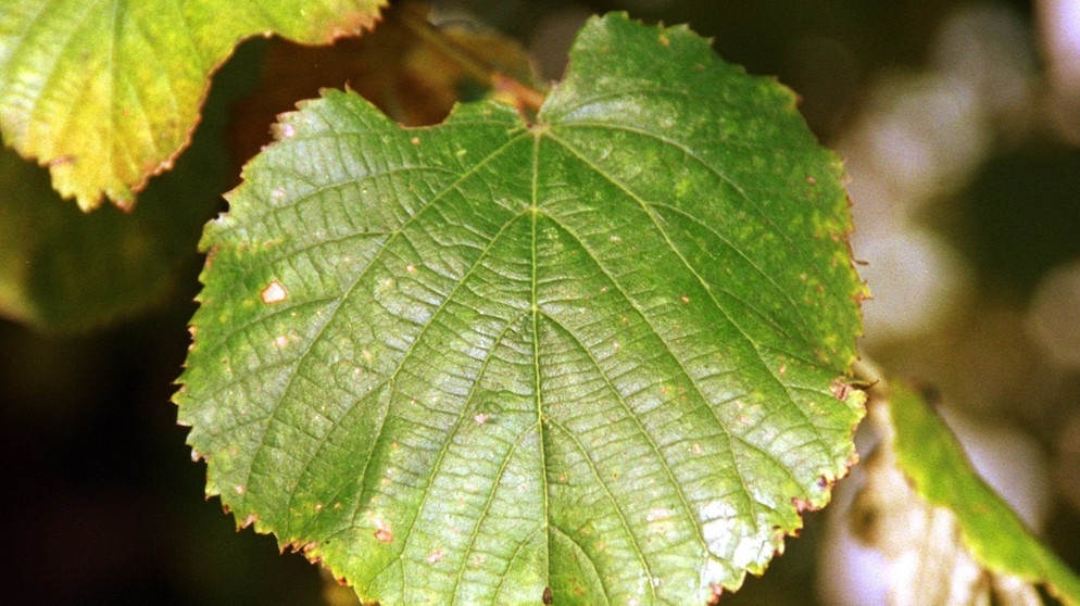 Wir helfen Ihnen dabei, die Blätter zu bestimmen. Welches Blatt gehört zu welchem Baum? Hier: ein Lindenblatt. Auch das Lindenblatt verliert im Herbst seine grüne Farbe. | Bild: picture-alliance/dpa