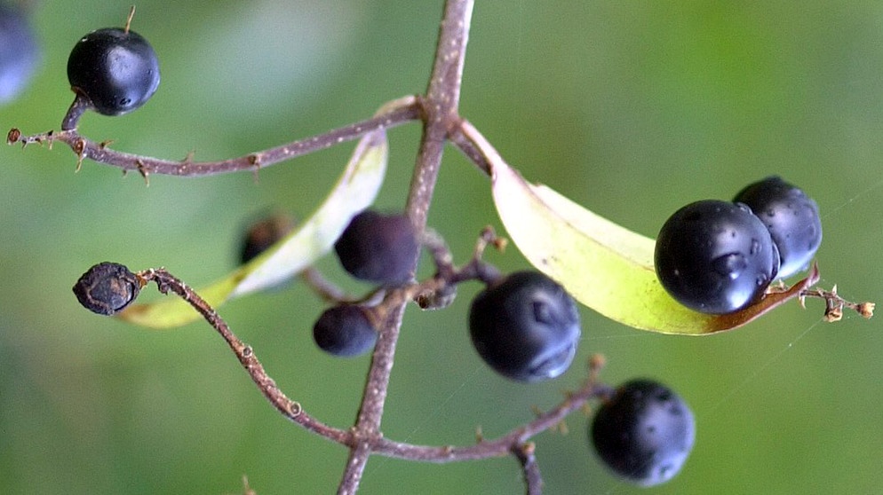 Ligusterbeeren | Bild: picture-alliance/dpa