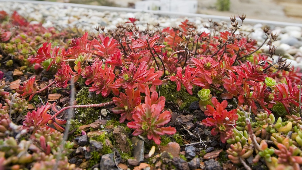 Sedum als Dachbegrünung | Bild: picture-alliance/dpa