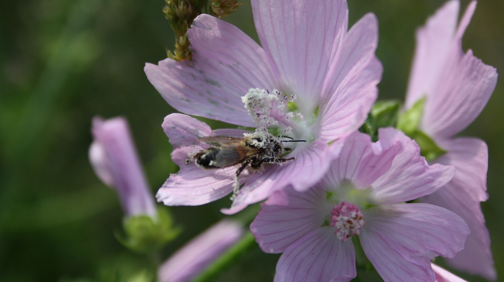 Biene an Moschusmalvenblüte | Bild: picture-alliance/dpa