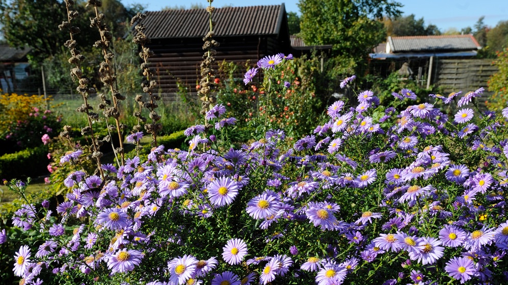 Herbstastern im Kleingarten | Bild: picture-alliance/dpa