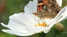 Schmetterling auf Cosmeablüte | Bild: picture-alliance/dpa