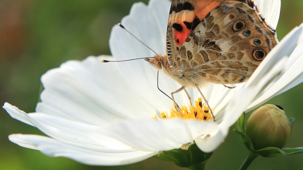 Schmetterling auf Cosmeablüte | Bild: picture-alliance/dpa