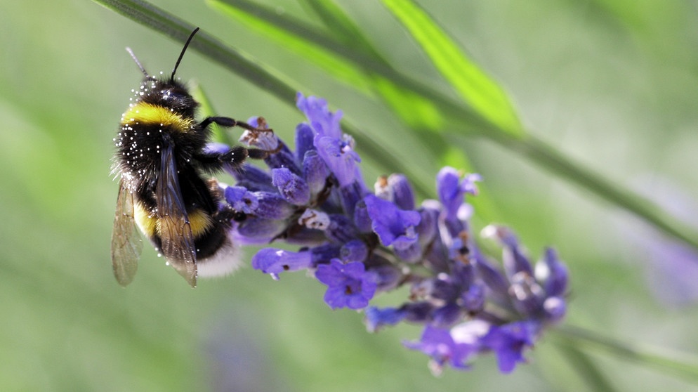 Lavendel mit Hummel | Bild: picture-alliance/dpa