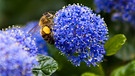 Amerikanischer Flieder (Ceanothus). Der Klimawandel macht sich auch im Garten und auf dem Balkon bemerkbar: Pflanzen, Blumen und Bäume leiden unter Hitze und Trockenheit. Wir erklären euch, welche Pflanzen, Kräuter und Sträucher besonders hitzeresistent sind und gut mit Trockenheit zurechtkommen. Außerdem geben wir euch Tipps, wie ihr eure Pflanzen richtig gießt und dabei Wasser spart. | Bild: picture-alliance/dpa