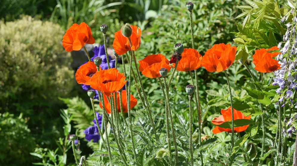 Türkischer Mohn (Papaver orientale). Der Klimawandel macht sich auch im Garten und auf dem Balkon bemerkbar: Pflanzen, Blumen und Bäume leiden unter Hitze und Trockenheit. Wir erklären euch, welche Pflanzen, Kräuter und Sträucher besonders hitzeresistent sind und gut mit Trockenheit zurechtkommen. Außerdem geben wir euch Tipps, wie ihr eure Pflanzen richtig gießt und dabei Wasser spart. | Bild: picture-alliance/dpa