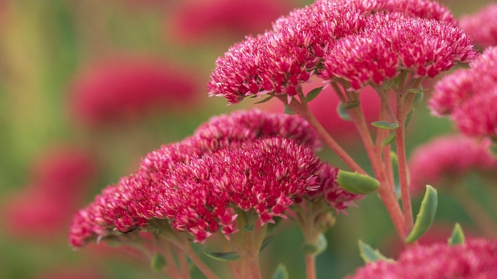 Hohe Fetthenne (Sedum telphium). Der Klimawandel macht sich auch im Garten und auf dem Balkon bemerkbar: Pflanzen, Blumen und Bäume leiden unter Hitze und Trockenheit. Wir erklären euch, welche Pflanzen, Kräuter und Sträucher besonders hitzeresistent sind und gut mit Trockenheit zurechtkommen. Außerdem geben wir euch Tipps, wie ihr eure Pflanzen richtig gießt und dabei Wasser spart. | Bild: picture-alliance/dpa