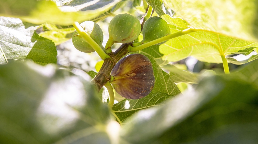 Feigenbaum. Der Klimawandel macht sich auch im Garten und auf dem Balkon bemerkbar: Pflanzen, Blumen und Bäume leiden unter Hitze und Trockenheit. Wir erklären euch, welche Pflanzen, Kräuter und Sträucher besonders hitzeresistent sind und gut mit Trockenheit zurechtkommen. Außerdem geben wir euch Tipps, wie ihr eure Pflanzen richtig gießt und dabei Wasser spart. | Bild: picture-alliance/dpa