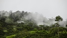 Nebel steigt auf zwischen den Baumkronen im Putumayo Reservat, Kolumbien.  | Bild: picture alliance / AA | Juancho Torres