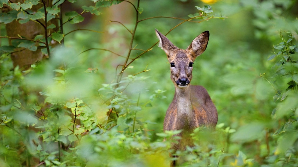 Lebensraum Wald: Tiere, Pflanzen Und Lebensgemeinschaften Im Wald ...