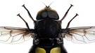 Bill-Gates-Fliege: Eristalis gatesis prominenter Namenspate heißt Bill Gates | Bild: US Department of Agriculture, The Diptera Site