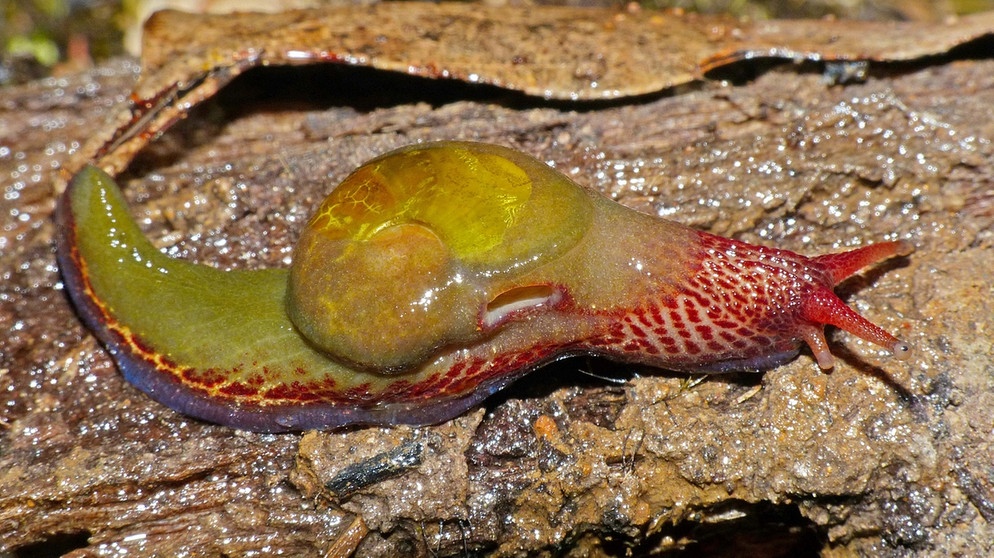 Prominenter Namenspate für eine Schnecke, nach David Attenborough benannt | Bild: dpa-Bildfunk